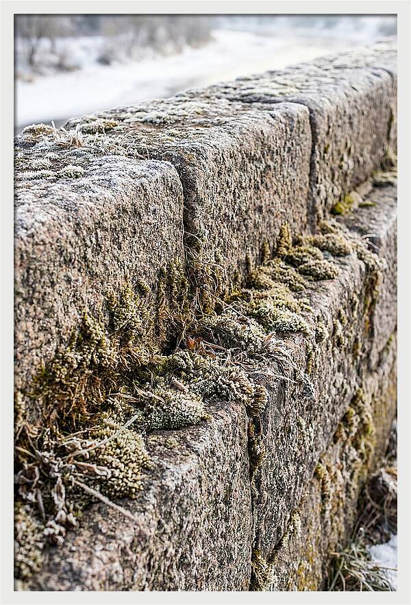 Winters Embrace On Stone