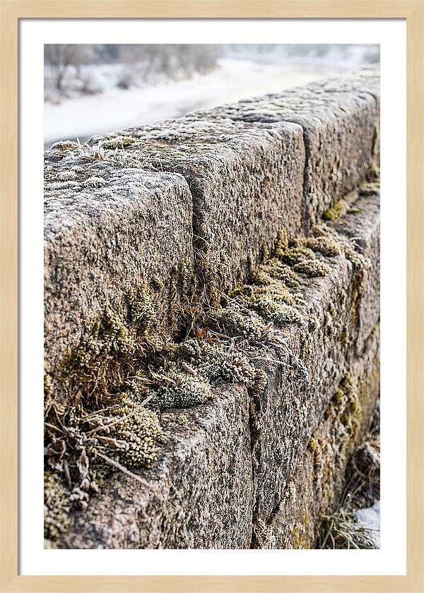 Winters Embrace On Stone