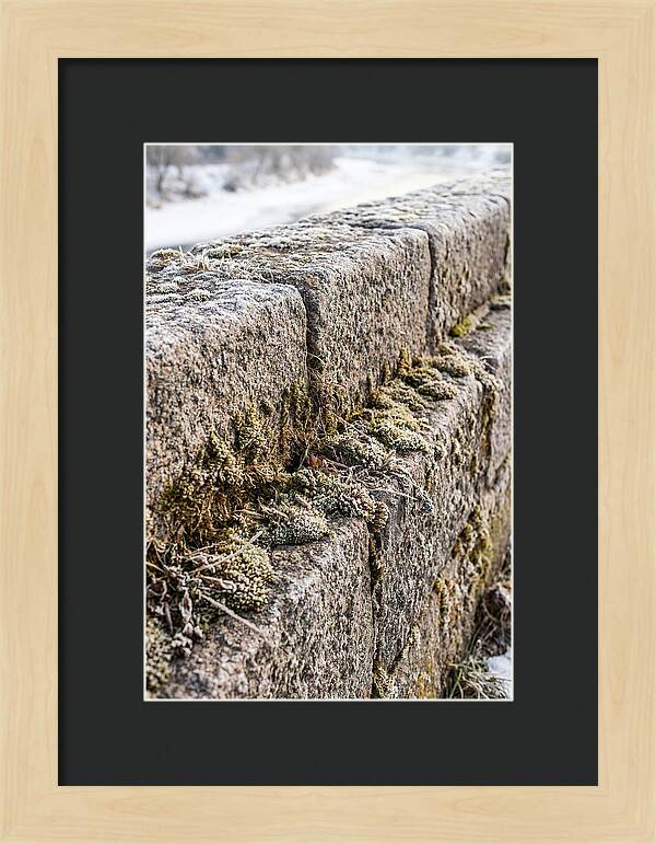 Winters Embrace On Stone