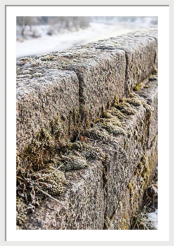 Winters Embrace On Stone