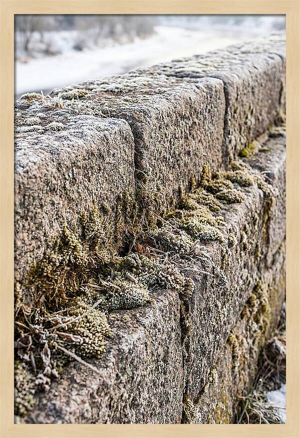 Winters Embrace On Stone