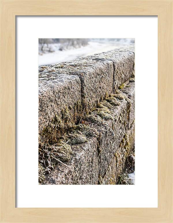 Winters Embrace On Stone