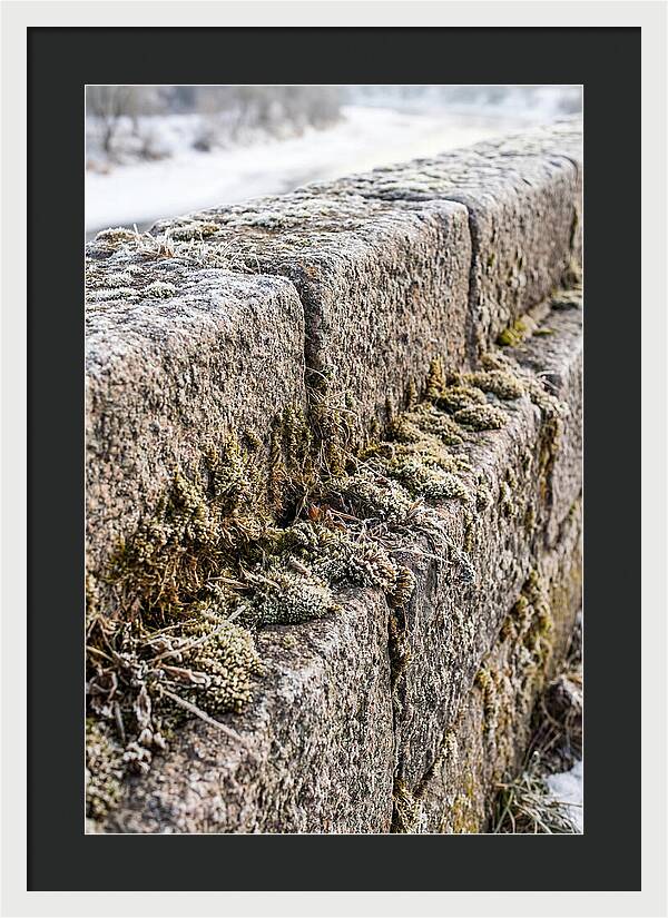Winters Embrace On Stone