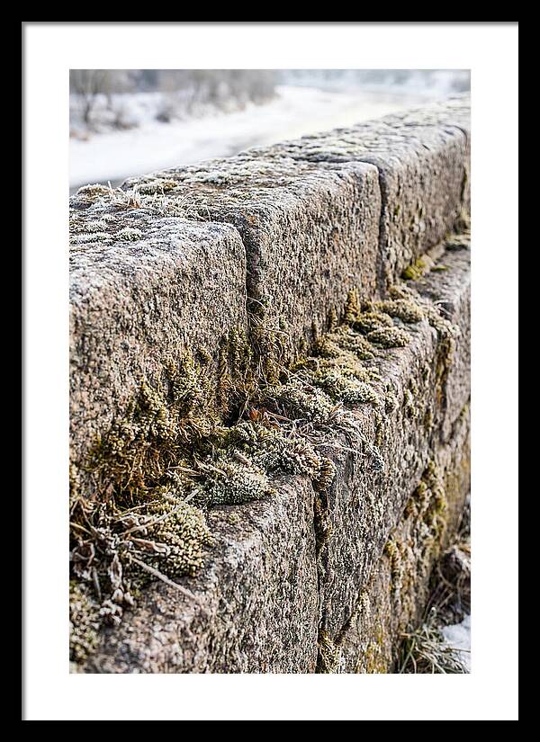 Winters Embrace On Stone