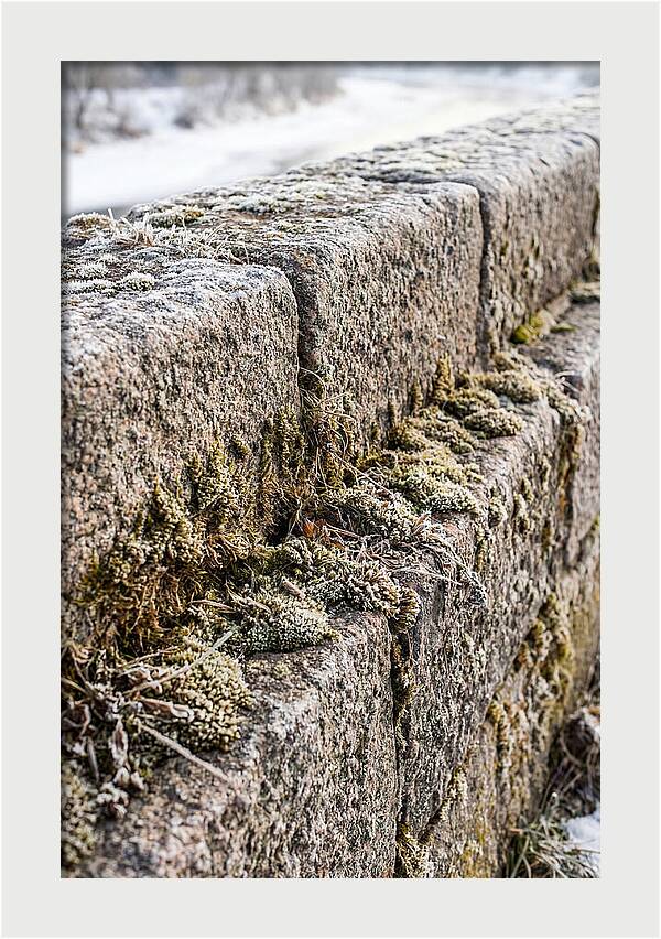 Winters Embrace On Stone