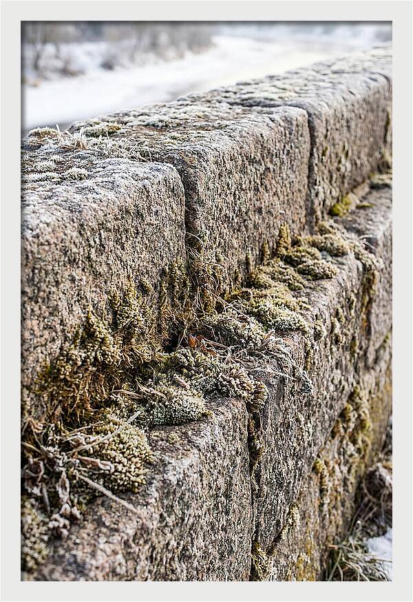 Winters Embrace On Stone
