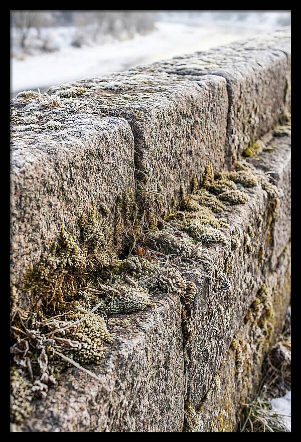 Winters Embrace On Stone