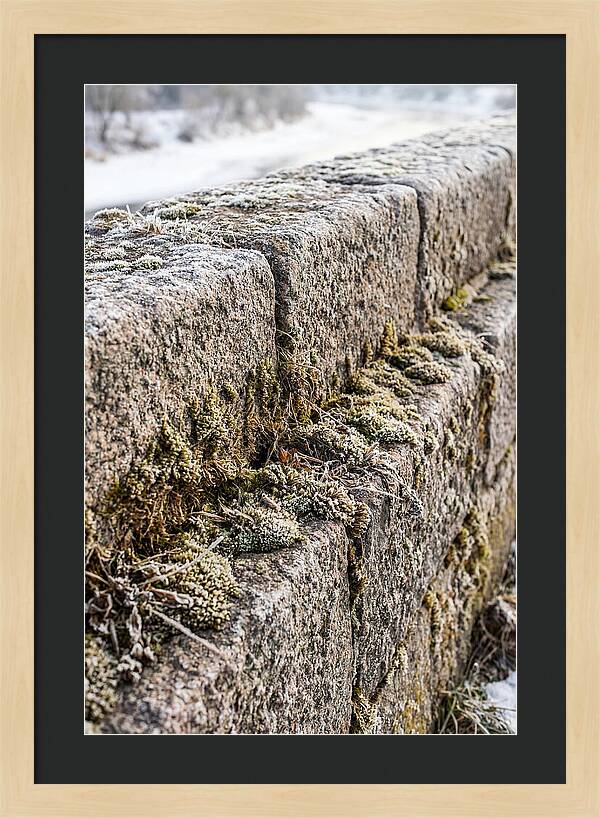 Winters Embrace On Stone