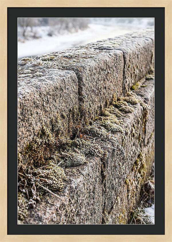 Winters Embrace On Stone