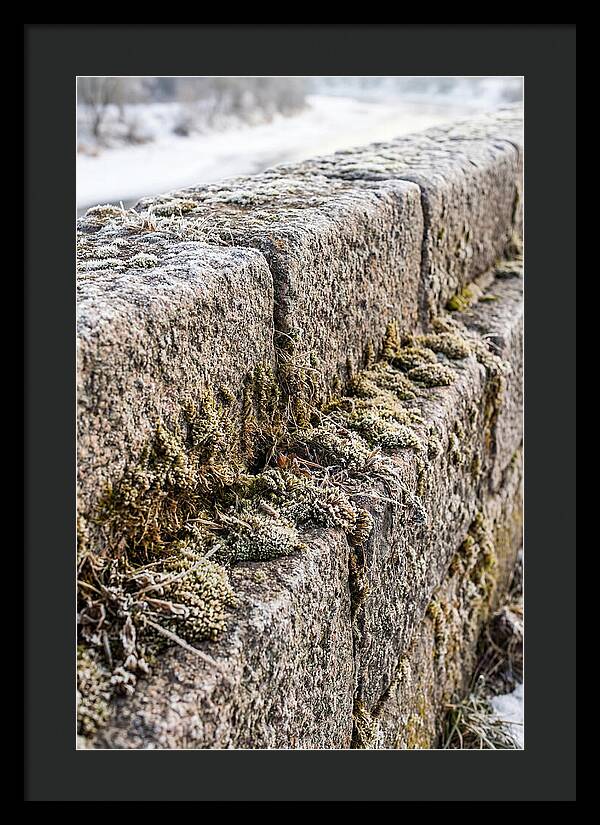 Winters Embrace On Stone