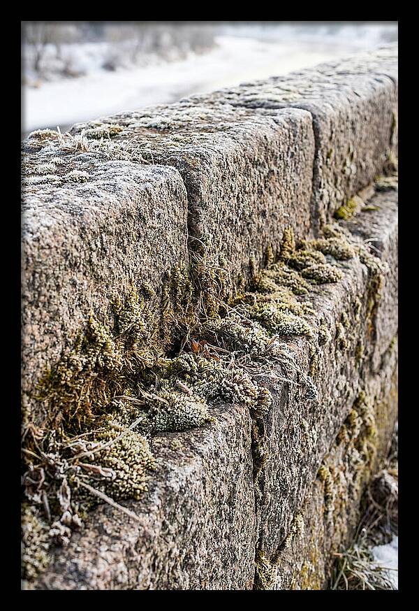 Winters Embrace On Stone