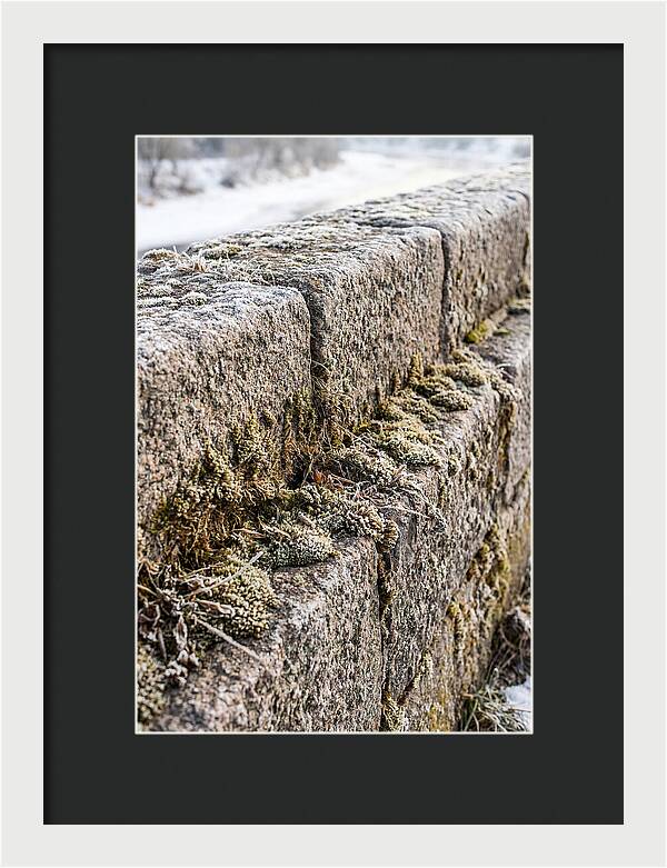 Winters Embrace On Stone