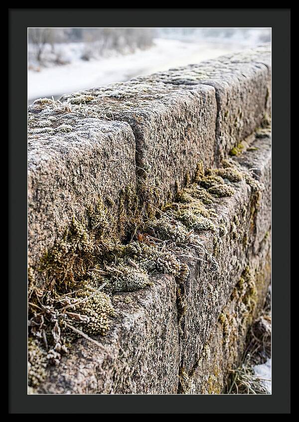 Winters Embrace On Stone