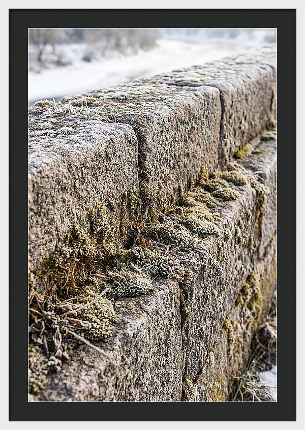 Winters Embrace On Stone