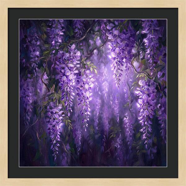 Wisteria Blooms