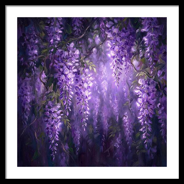 Wisteria Blooms