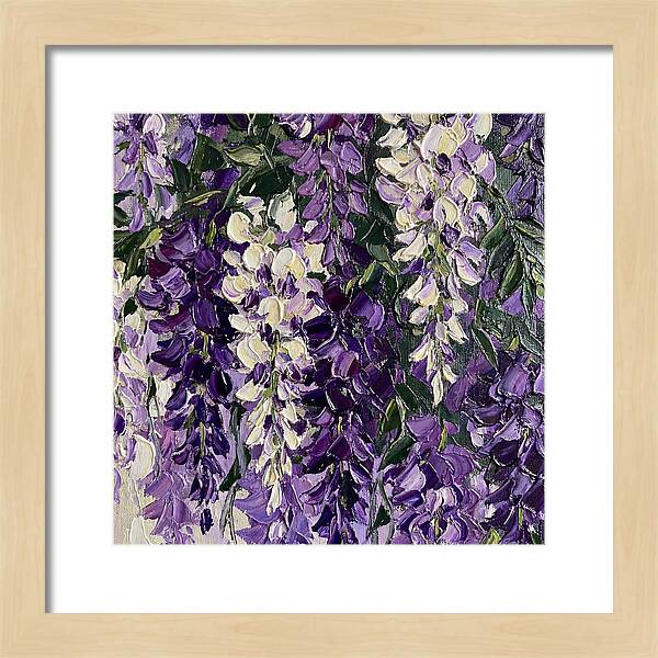 Wisteria Blooms In Full Color