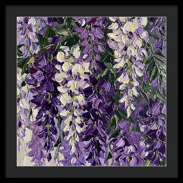 Wisteria Blooms In Full Color