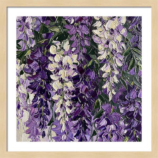 Wisteria Blooms In Full Color