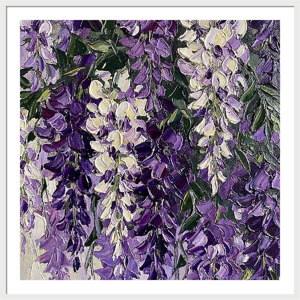 Wisteria Blooms In Full Color