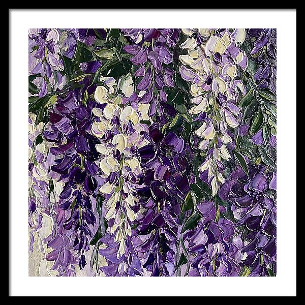 Wisteria Blooms In Full Color
