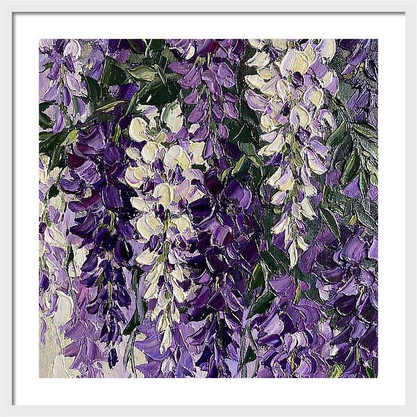 Wisteria Blooms In Full Color