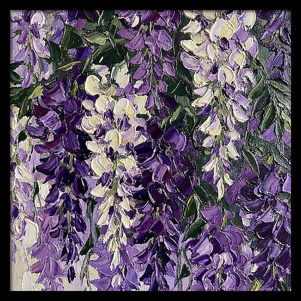 Wisteria Blooms In Full Color