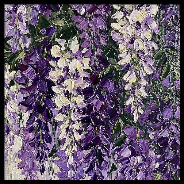 Wisteria Blooms In Full Color