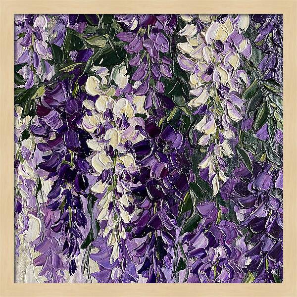 Wisteria Blooms In Full Color