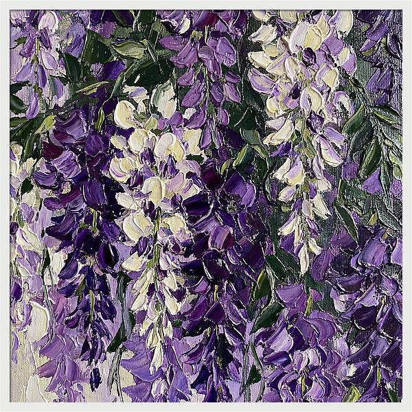 Wisteria Blooms In Full Color