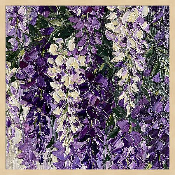 Wisteria Blooms In Full Color