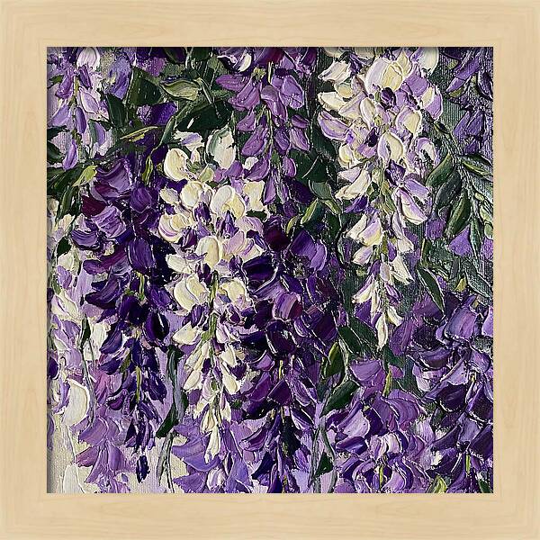 Wisteria Blooms In Full Color