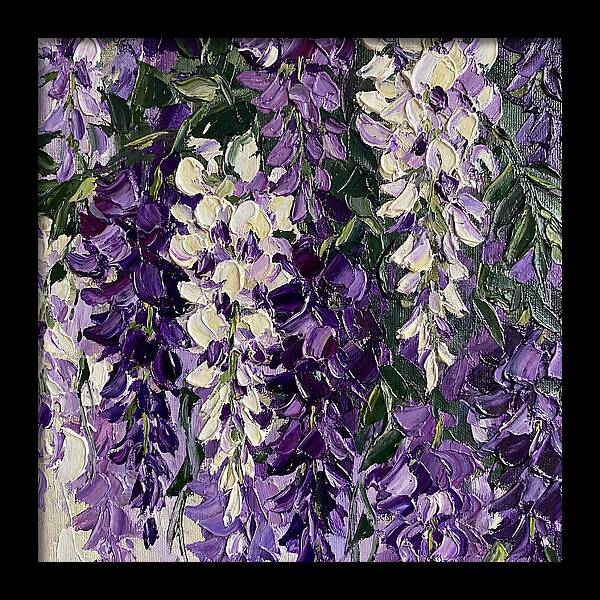 Wisteria Blooms In Full Color