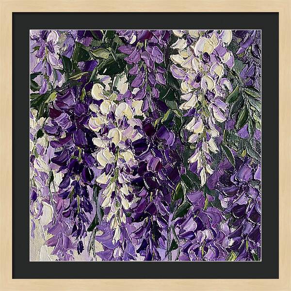 Wisteria Blooms In Full Color