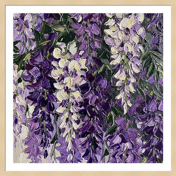 Wisteria Blooms In Full Color