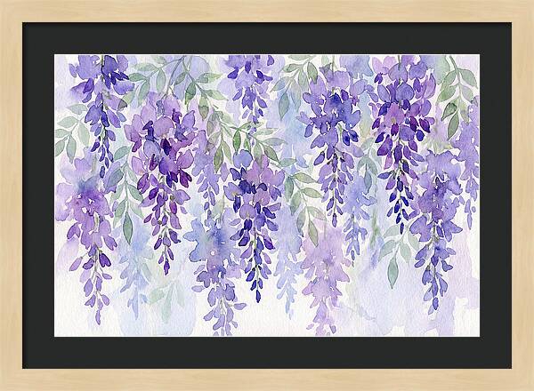 Wisteria Blooms In Watercolor