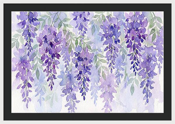 Wisteria Blooms In Watercolor
