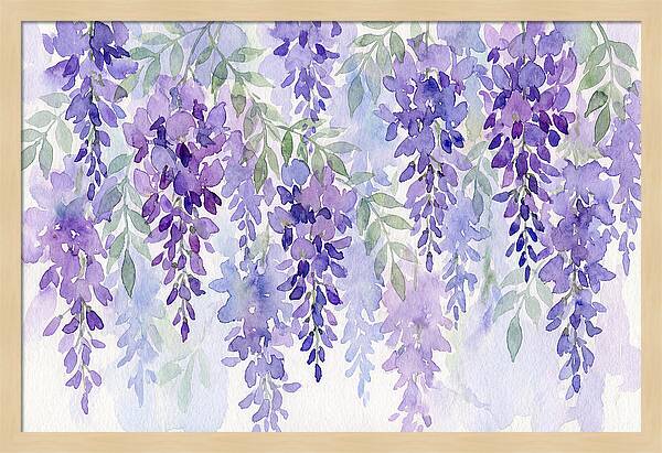 Wisteria Blooms In Watercolor