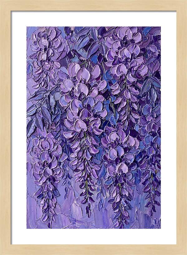 Wisteria Blossoms In Bloom