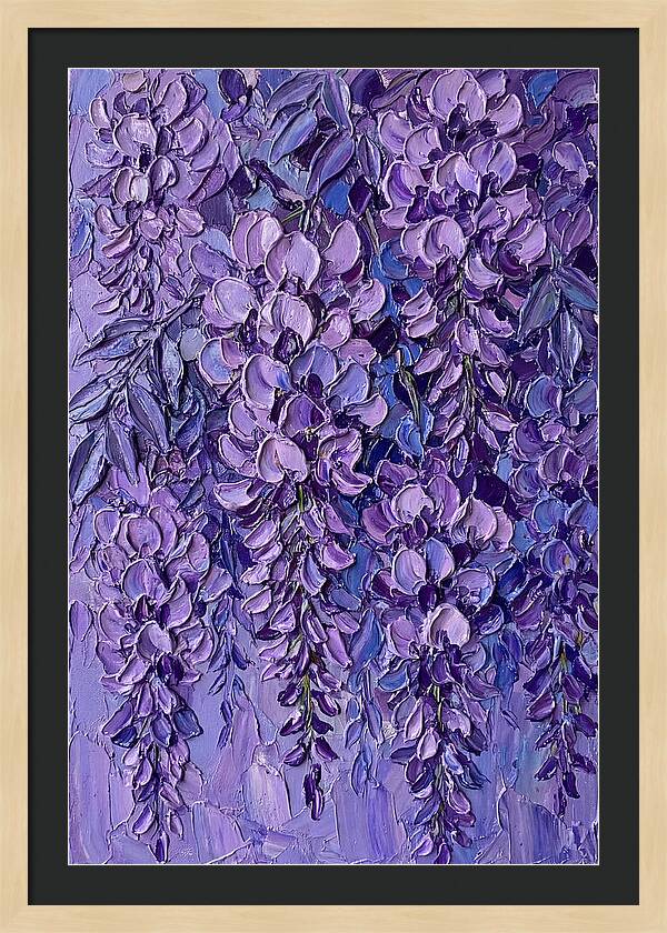 Wisteria Blossoms In Bloom