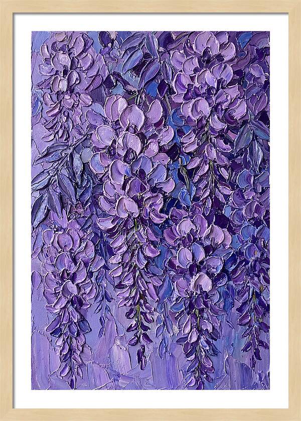 Wisteria Blossoms In Bloom