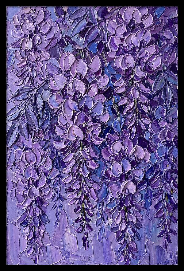 Wisteria Blossoms In Bloom