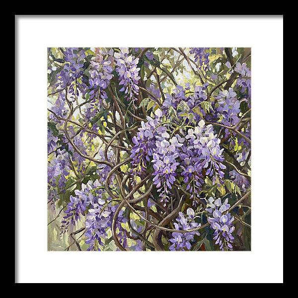 Wisteria Blossoms In Full Bloom