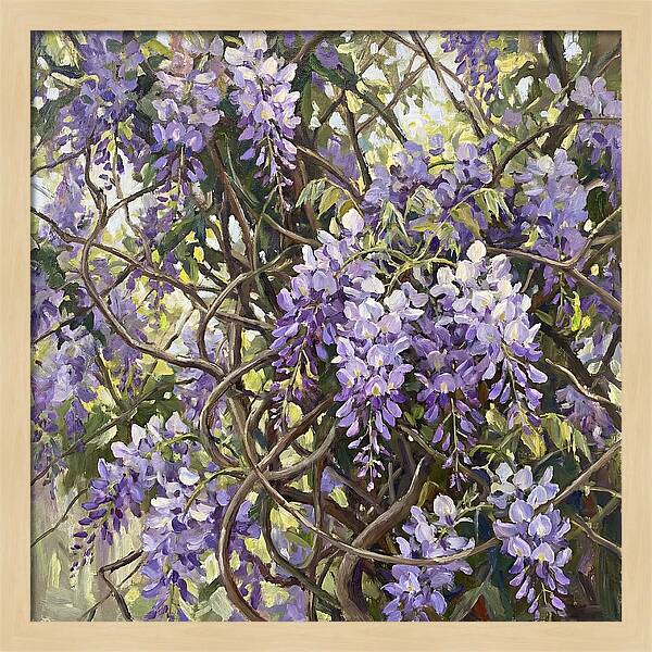 Wisteria Blossoms In Full Bloom