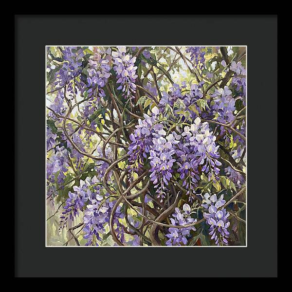 Wisteria Blossoms In Full Bloom