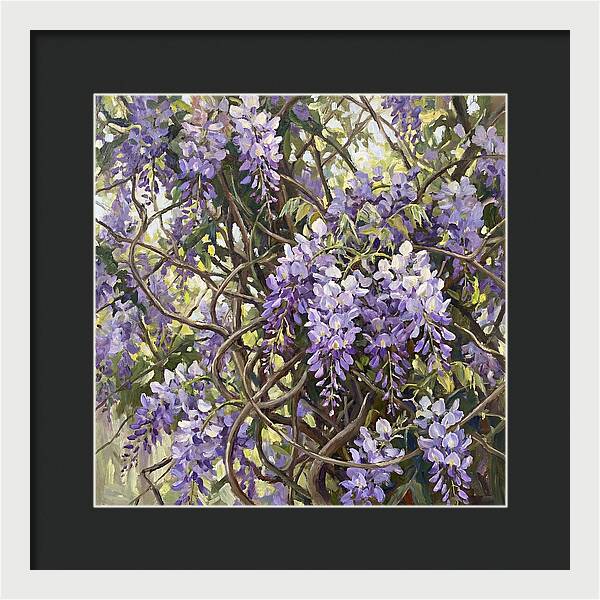 Wisteria Blossoms In Full Bloom