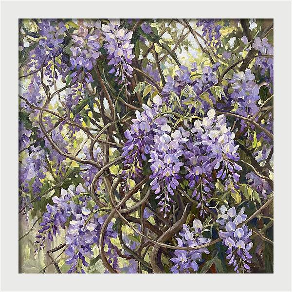 Wisteria Blossoms In Full Bloom