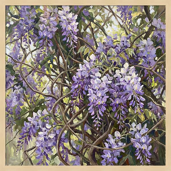 Wisteria Blossoms In Full Bloom