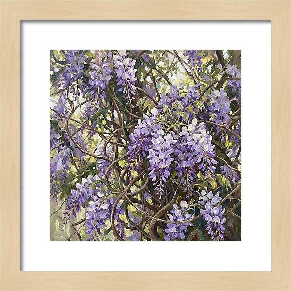 Wisteria Blossoms In Full Bloom