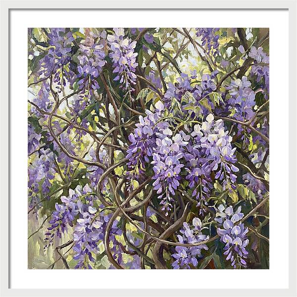 Wisteria Blossoms In Full Bloom